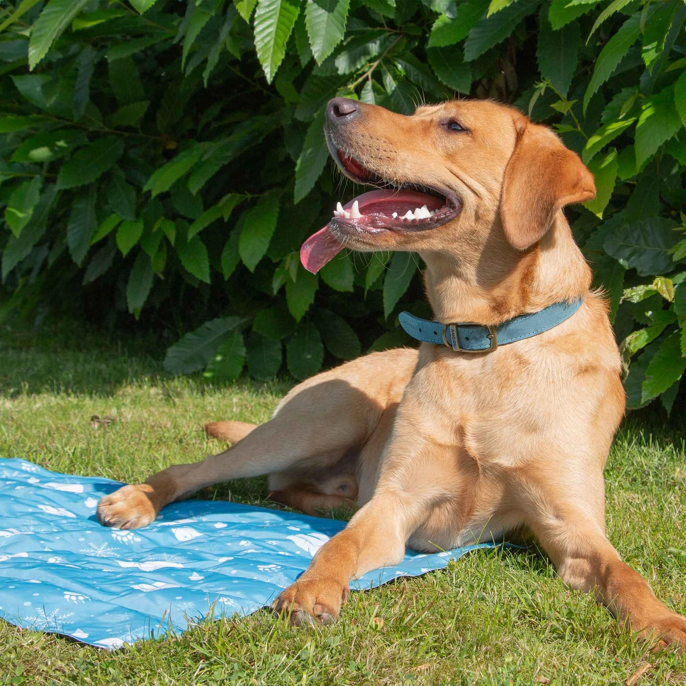 Ice Paws Cooling Mat Small or Large