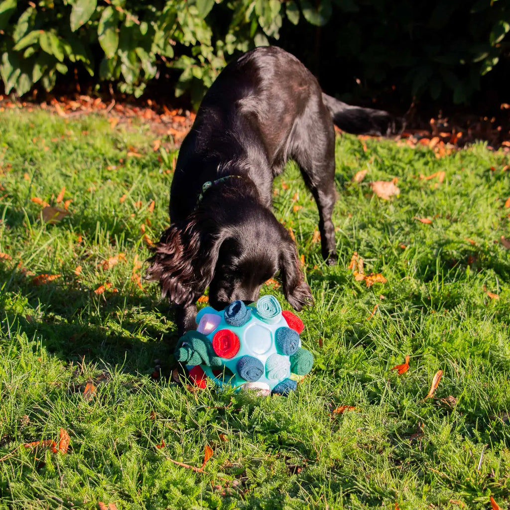 Örva Snuffle Ball- Fill with Treats and Roll