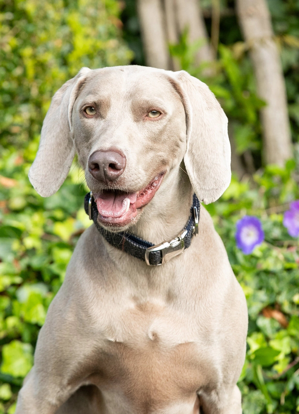 Hackett X Hugo Hudson Grey Checked Tweed Dog Collar