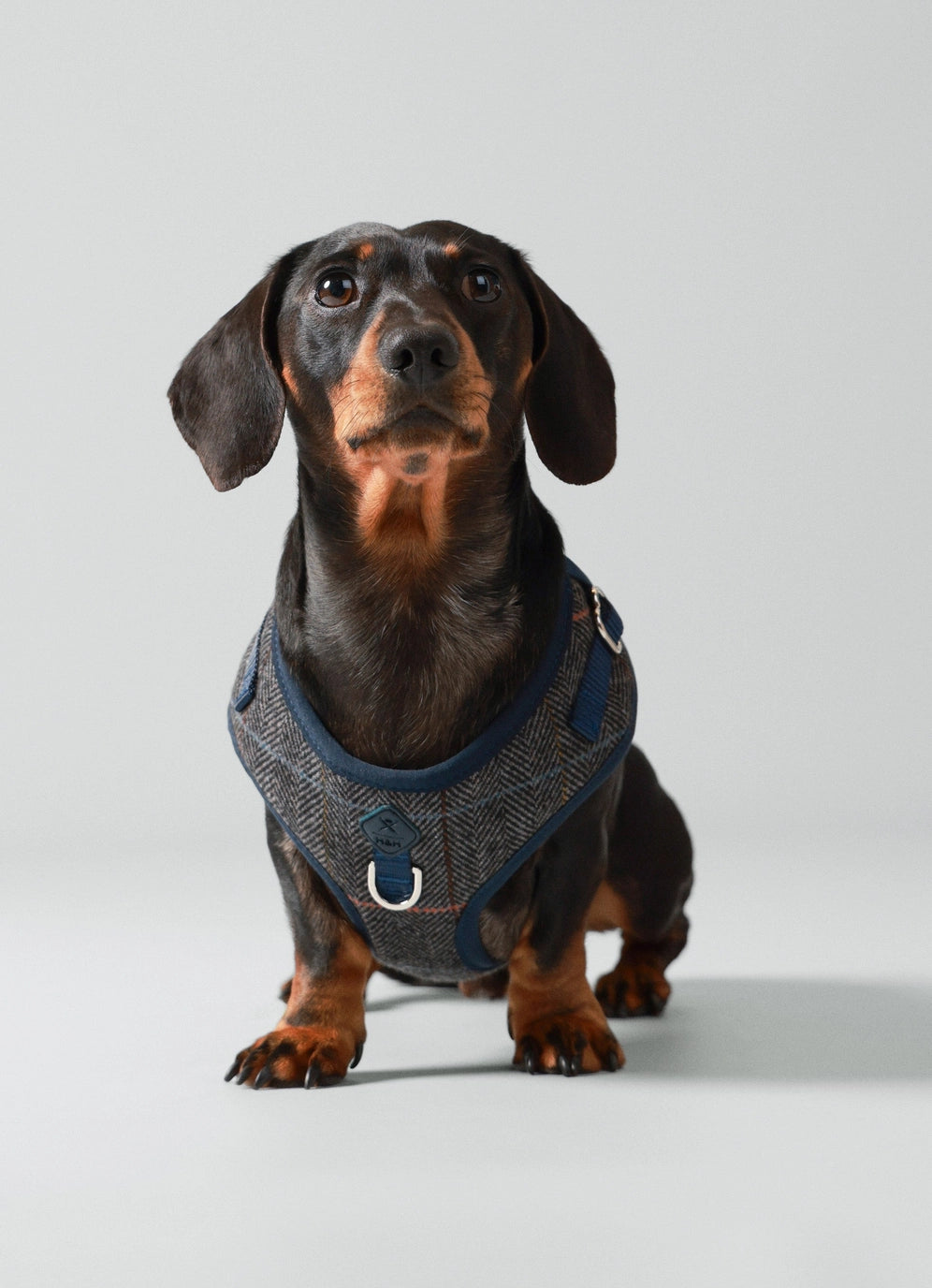 Hackett X Hugo Hudson Grey Checked Tweed Dog Harness