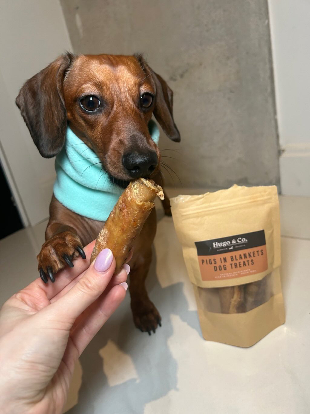 pigs in blankets dog treats